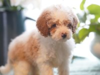 Dunyanın en zeki dizayn ırkı labradoodle F1B