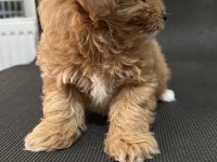 MALTİPOO KOYU APRİCOT F1B (F2) TÜY DÖKMEZ KOKU YOK
