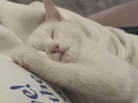 Beyaz british shorthair