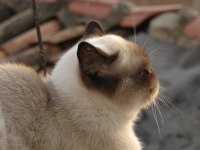Dişi British Shorthair