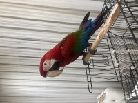 ARA MACAW PAPAĞANI