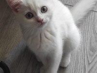 Dişi british longhair beyaz kedimiz