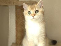 Safkan British Shorthair Erkek Yavru