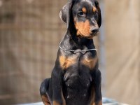 Vatan Savunur Gibi Sahibini Savunan Cinsten Doberman