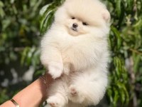 A KALİTE POMERANİAN YAVRULARI