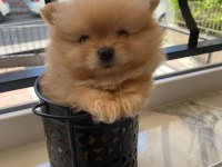 POMERANİAN BOO ERKEK DOSTA GİDER FP
