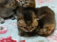 Safkan evde bakılan scottish fold yavrular