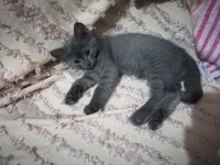 Britihs sohrt hair ve british blue point kedi 7 aylık