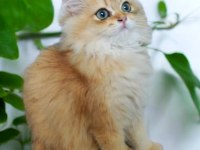 NY11 Golden British Longhair Yavru