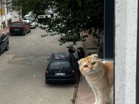 YAKIŞIKLI SCOTTİSH FOLD OĞLUMA EŞ ADAYI ARIYORUM