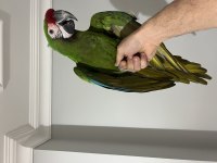 Military Macaw Papağanı