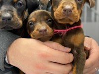 2 AYLIK SAF DOBERMANLAR KIZIL SİYAH