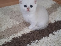 Boncuk gözlülerim