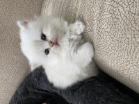 Dünyalar Tatlısı Gold British Longhair Yavrularımız 