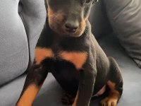 Siyah renk doberman bebekler