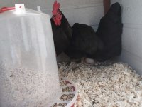 Bantam australorp 4+1