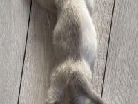YAVRU KEDİLERİMİZE SICAK YUVA