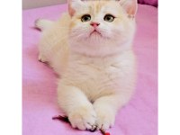 British shorthair çikolata kız