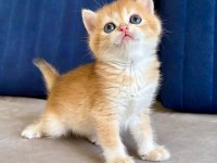 British shorthair erkek golden bebekler