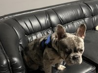 FRENCH BULLDOG 2 YAŞINDA ERKEK
