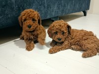 2 aylik erkek irk garantili poodle