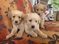 Son 3 erkek golden retriever bebekler
