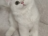 British Longhair Silver