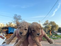 3 kg garantili maltipoo bebekler