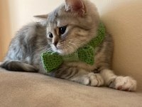 British shorthair melezi