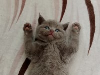 British shorthair kediler