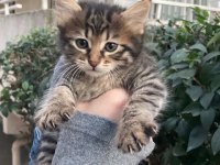 2 Aylık Çok Tatlı Benekli Tekir