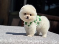 Sevimli Pomeranian