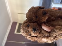 Sağlık Irk Garantili Poodle