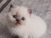 British Shorthair Yavruları
