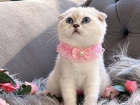 Muhteşem Kalitede Scottish Fold