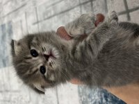 24-25 yaş üstü kişiler yazsın british kedi