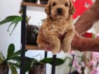Maltipoo minnaklar