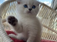 Scottish fold erkek yavrumuz yeni yuvasını arıyor