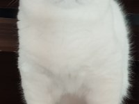 Scottish fold safkan yavrular