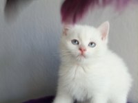Erkek yavru british shorthair