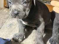 CANE CORSO 1,5 AYLIK YAVRU