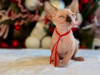 Diamond Sphynx Kittens Ozyfelines