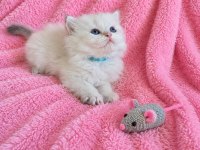 Safkan Bebek British Longhair Mavi Gözlü