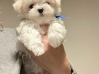 A kalite morkie yavrularımız