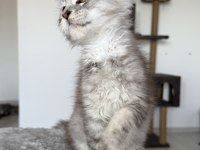 XXXL maine coon erkek wcf kayıtlı