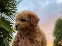 KORE MALTİPOO TEDY FACE YAVRUMUZ YENİ YUVASINA HAZIR