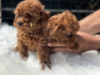 Ankaranın en seçkin toy poodle yavruları