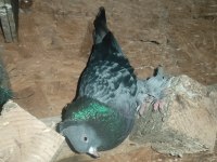 10 senelik eski soy mardin güvercin