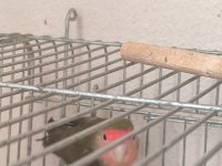 Sevda papağanı 3 aylık tam güzel bir yavru elle alışmaya