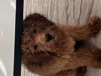Toy poodle 2 numara aşılı